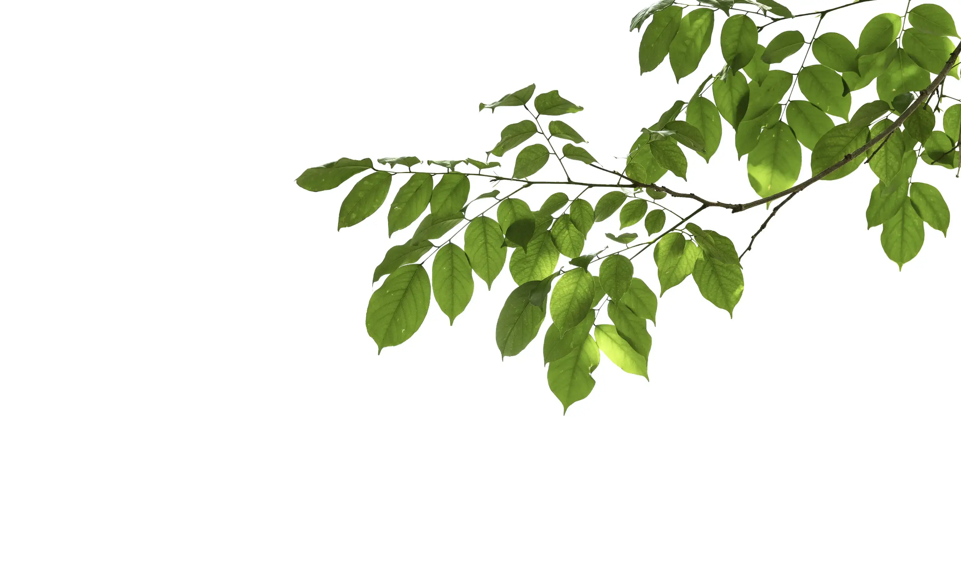 Natural History Museum Abu Dhabi