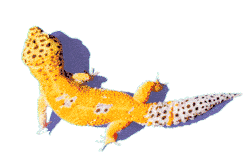 Natural History Museum Abu Dhabi